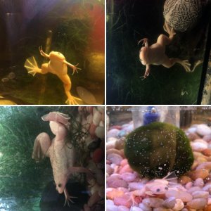 Froggo the African Clawed Frog