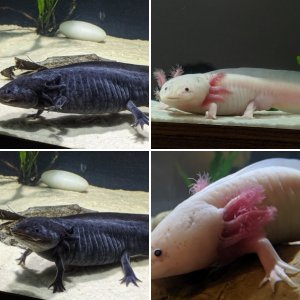 Adult Axolotls