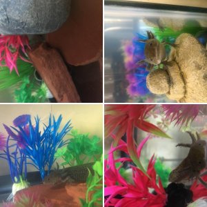 Alejandro