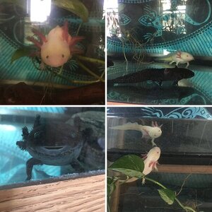 Axolotl Family