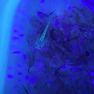 Axie Babies 😍