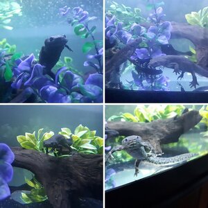 Spanish Ribbed Newts