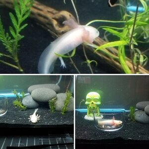 Luna lov lotl