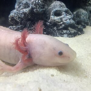 Frankie the bootiful axie