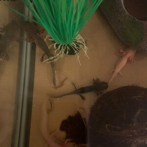 Axie Pictures