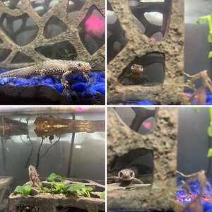 Italian alpine newts