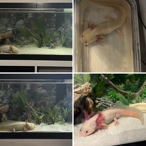 Axi photos