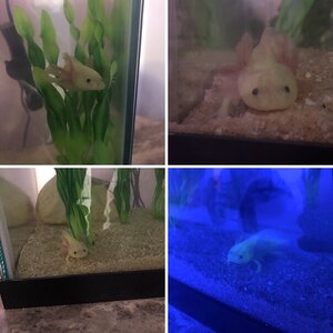 Kirby the Axolotl