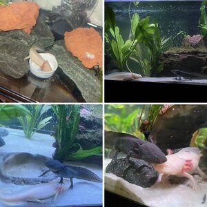 My axies