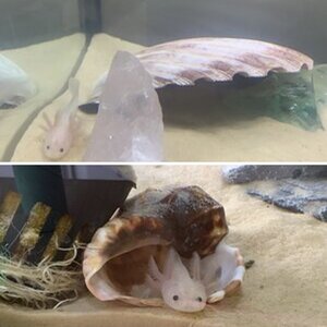 AXoLotLE!