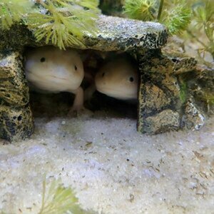 Leucistic axolotls: My sweet babies