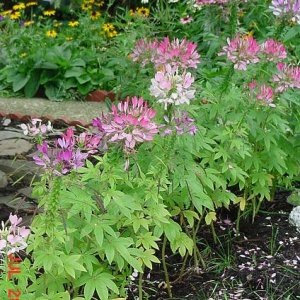 Cleome
