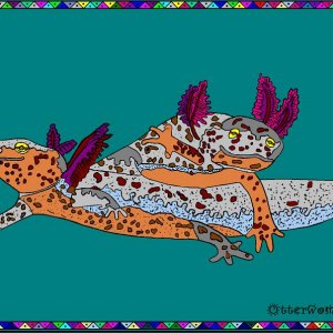 Alpine newt larvae (Ichthyosaurus [Mesotriton] alpestris)