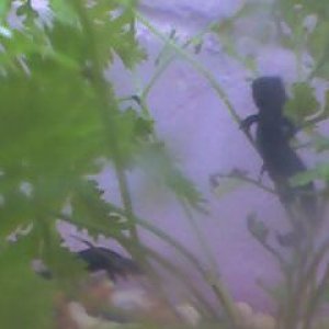two of my Chinese Fire Bellied Newts. On the ground is Archimedes Achilles and up the fern is Archaeopteryx Acanthostega