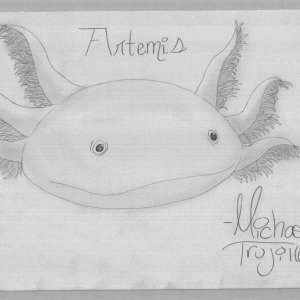 My (soon to be) Axolotl: Artemis