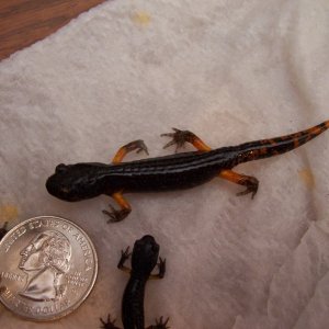 Ensatina from El Dorado County