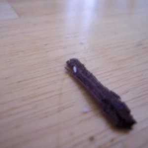 Woodlouse (just left the safety of mother's underside)