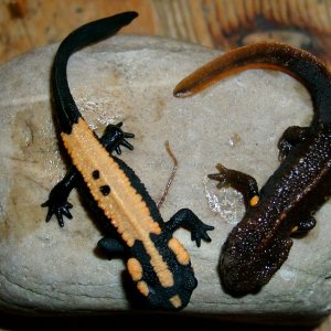 Paramesotriton laoensis and deloustali, juvenile