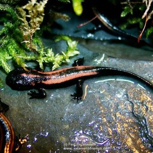 Paramesotriton laoensis, juvenile