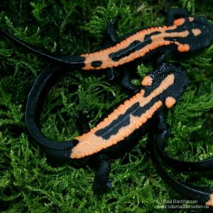 Paramesotriton laoensis, juvenile