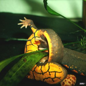 Paramesotriton deloustali, pair, aggresion