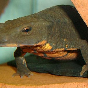 Paramesotriton deloustali, female