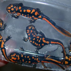Paramesotriton deloustali, juvenile