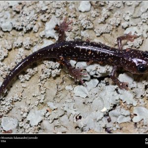 Plethodon fourchensis, Fourche Mountain Salamander, juvenile