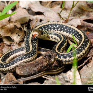 Thamnophis sirtalis sirtalis, Eastern Garter Snake, Arkansas USA