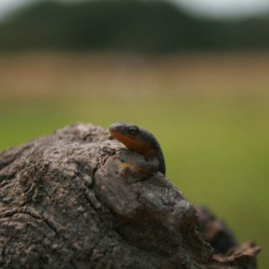 Taricha torosa