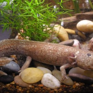 This is my oldest Axolotl. His name is Axel. I named him that before I knew that they were called Axolotls so it was a crazy co-incidence! Axel is cur