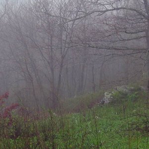 Foggy view on Rich Mountain.