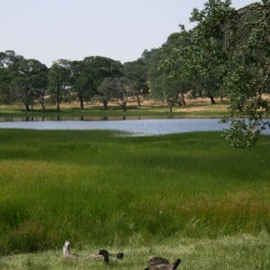 T. torosa habitat