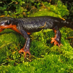 Red Bellied Newt