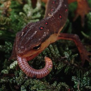 Red Spotted Newt eating an earthworm