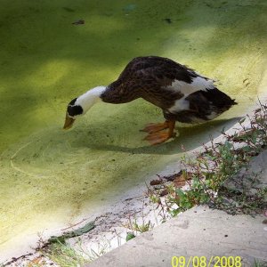 Duck1