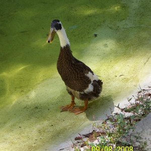 Duck2
