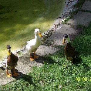 duck3