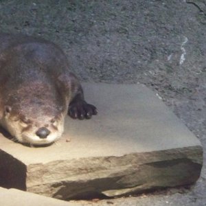 Otter