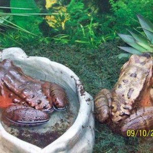 frog