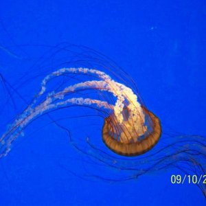 jellyfish