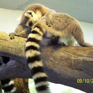 Lemur