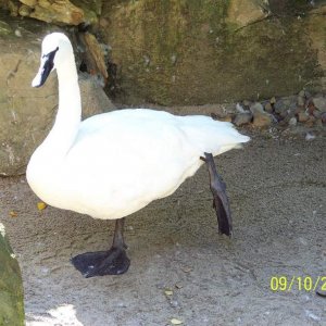 swan