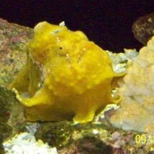 somekindofrockfish