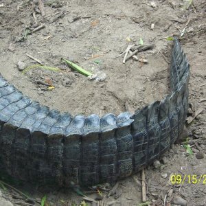 ColumbusAlligatorTail