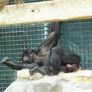 ColumbusBonobo1