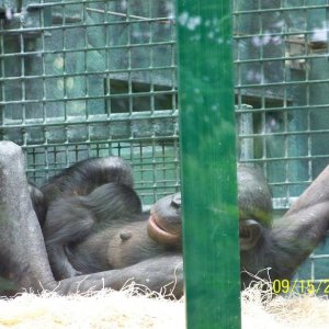 ColumbusBonobo2