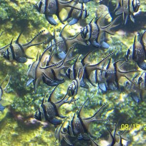 ColumbusFish