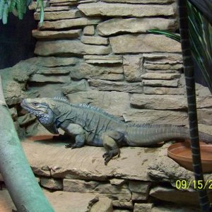 ColumbusIguana