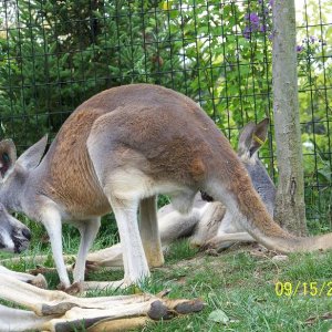 ColumbusKangaroo2
